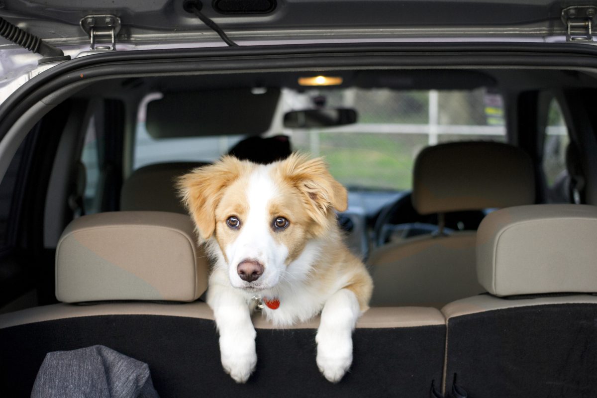 Σκύλος στο αυτοκίνητο: Συμβουλές για ένα ασφαλές ταξίδι
